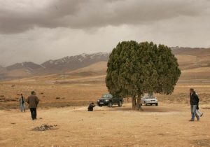 تک درخت معروف کیارستمی به ثبت شهرستان دماوند رسید/ اقدام برای ثبت ملی