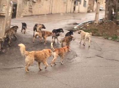 لزوم تحقق امر ساماندهی و جمع‌آوری سگ‌های بلاصاحب در شهرستان دماوند